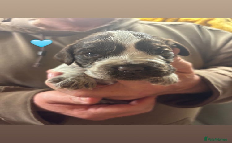 Cocker Spaniel dogs CHOCOLATE ROAN SHOW COCKER SPANIELS - Advert 16