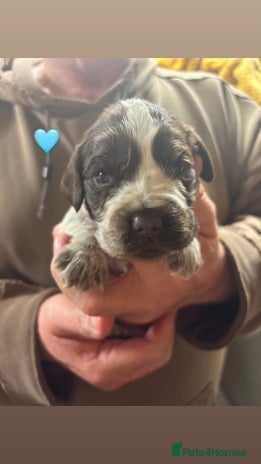 Cocker Spaniel dogs CHOCOLATE ROAN SHOW COCKER SPANIELS - Advert 1