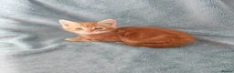 Mixed Breed cats for sale: GINGER BOYS VIDEOS - Advert 24