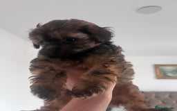 Shihpoo dogs for sale: Imperial toy Shihpoos  - Image 8