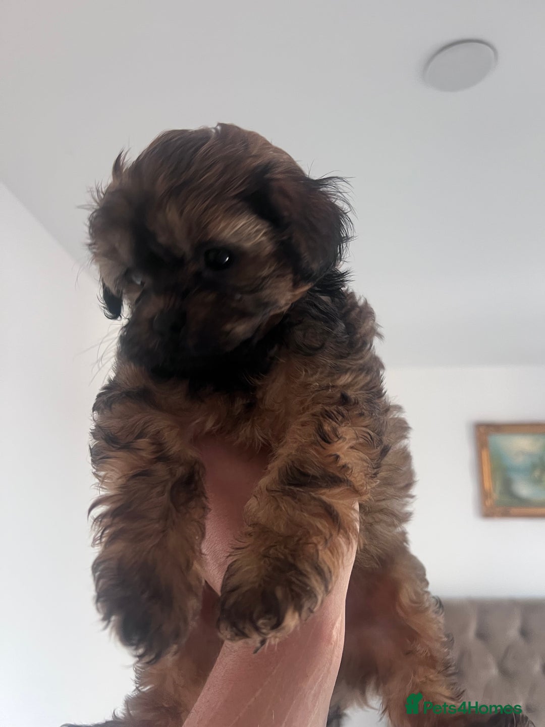 Shihpoo dogs for sale: Imperial toy Shihpoos  - Image 8