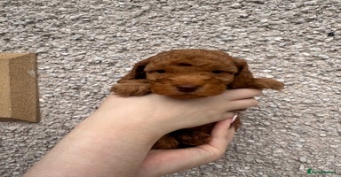 Cockapoo dogs - Advert 5