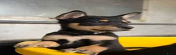 Australian Kelpie dogs for sale: Pure Bred Kelpie pups - Advert 3
