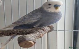 Budgerigars birds for sale: Fully tamed 4 budgies with Cage, accessories,food - Image 16