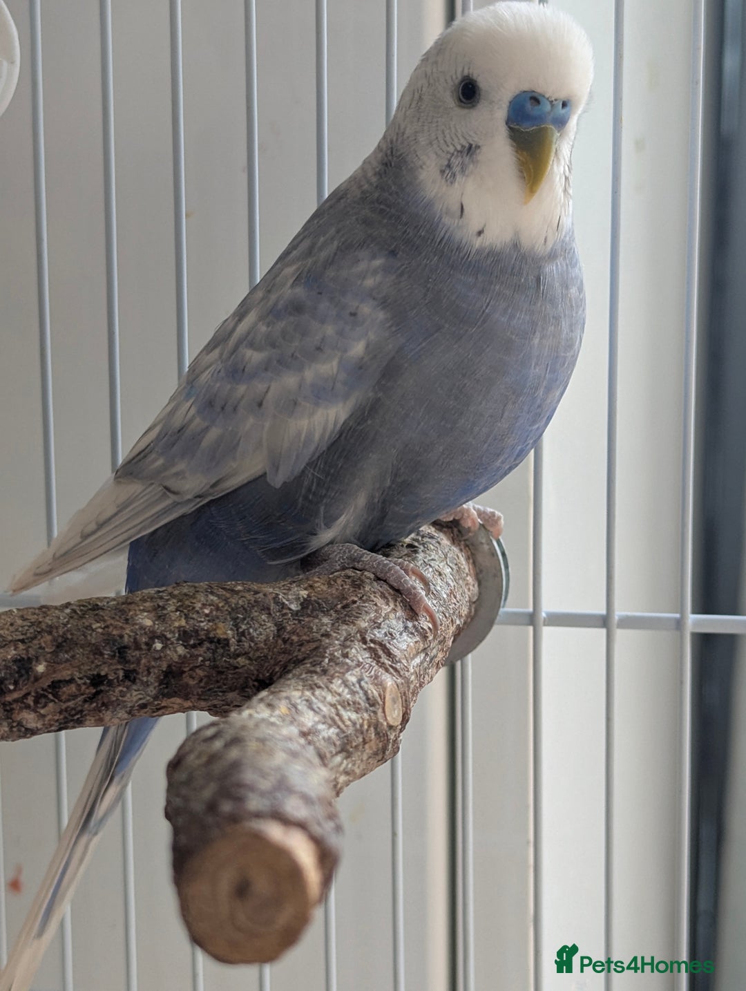 Budgerigars birds for sale: Fully tamed 4 budgies with Cage, accessories,food - Image 16