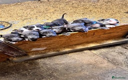 Staffordshire Bull Terrier dogs for sale:  ❤️ Beautiful Staffordshire puppies 🐶 - Advert 6