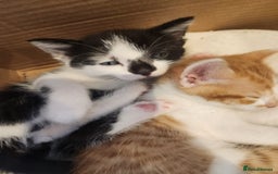 British Shorthair cats for sale: 4 beautiful little boys  - Image 4
