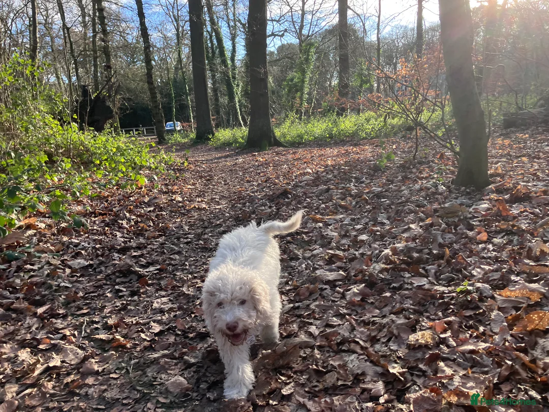 Lagotto Romagnolo dogs for sale: Pedigree Lagotto Romagnolo Puppies - Advert 20
