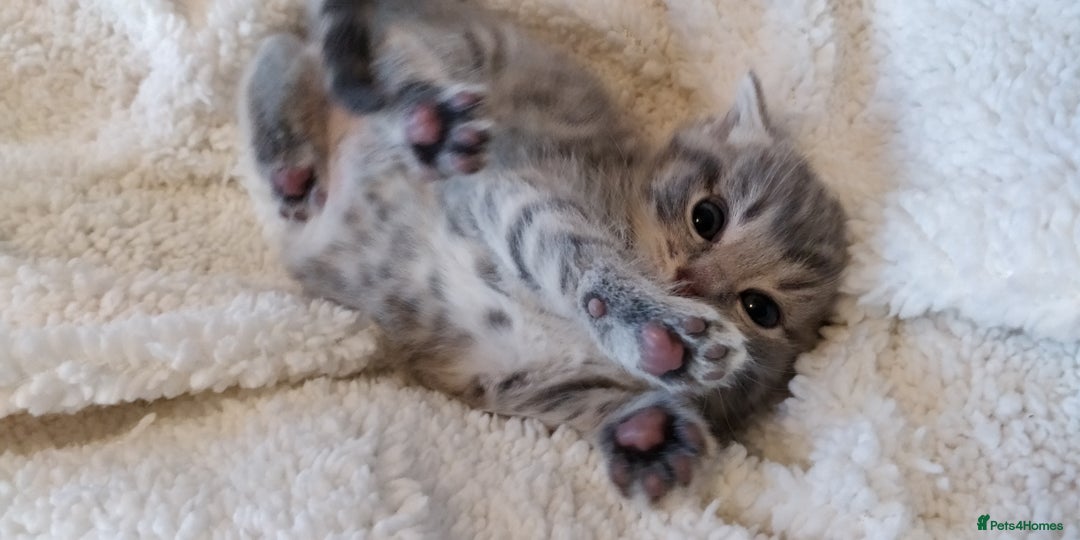 Russian Blue cats for sale: ABSOLUTELY BEAUTIFUL RUSSIAN BLUE KITTENS 8 WEEKS  - Advert 5