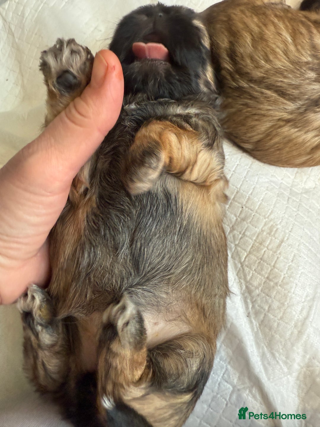 Shih Tzu dogs for sale: Shih Tzu Beauties, Imperial lines - Advert 24