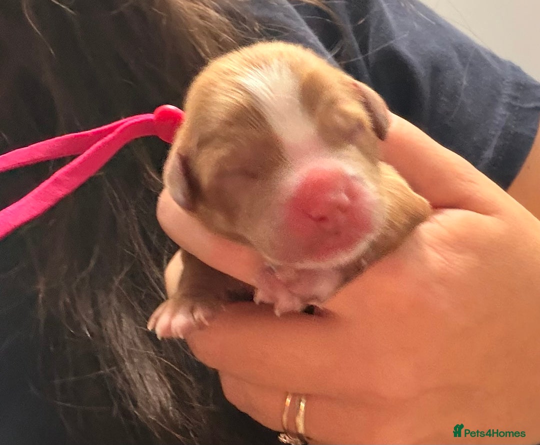 Cavapoo dogs for sale: Tiny deep red toy cavapoo,dna health clear parents - Image 9