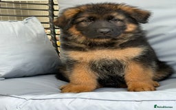 German Shepherd dogs for sale: The Magnificent Seven - Image 1