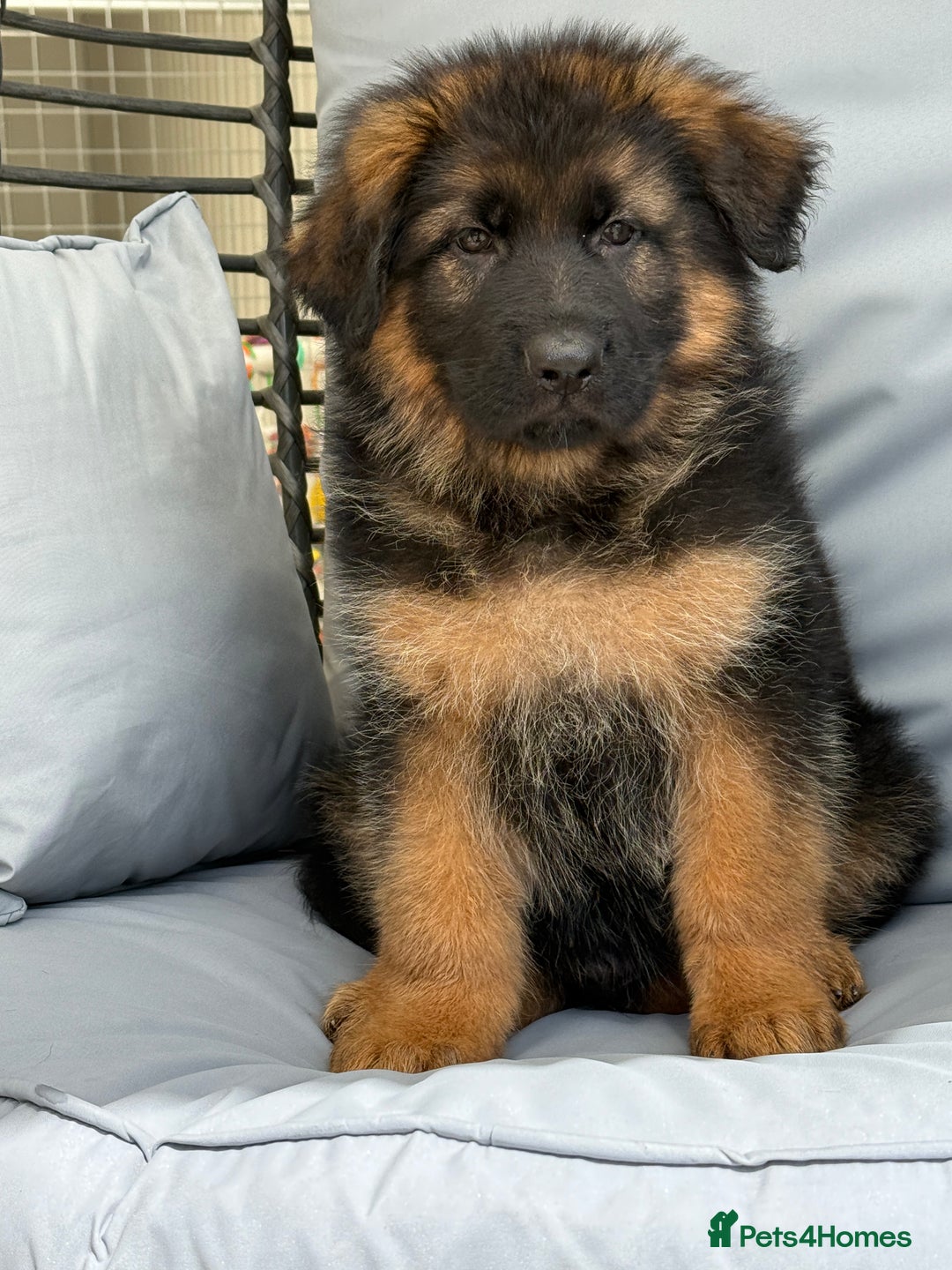 German Shepherd dogs for sale: The Magnificent Seven - Image 1