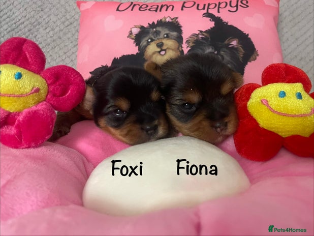 Yorkshire Terrier dogs Beautiful 2 Girls Yorkshire Terrier Pedigree - Advert 2