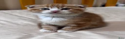 Scottish Fold cats for sale: Scottish Fold & Straight kittens  - Advert 12