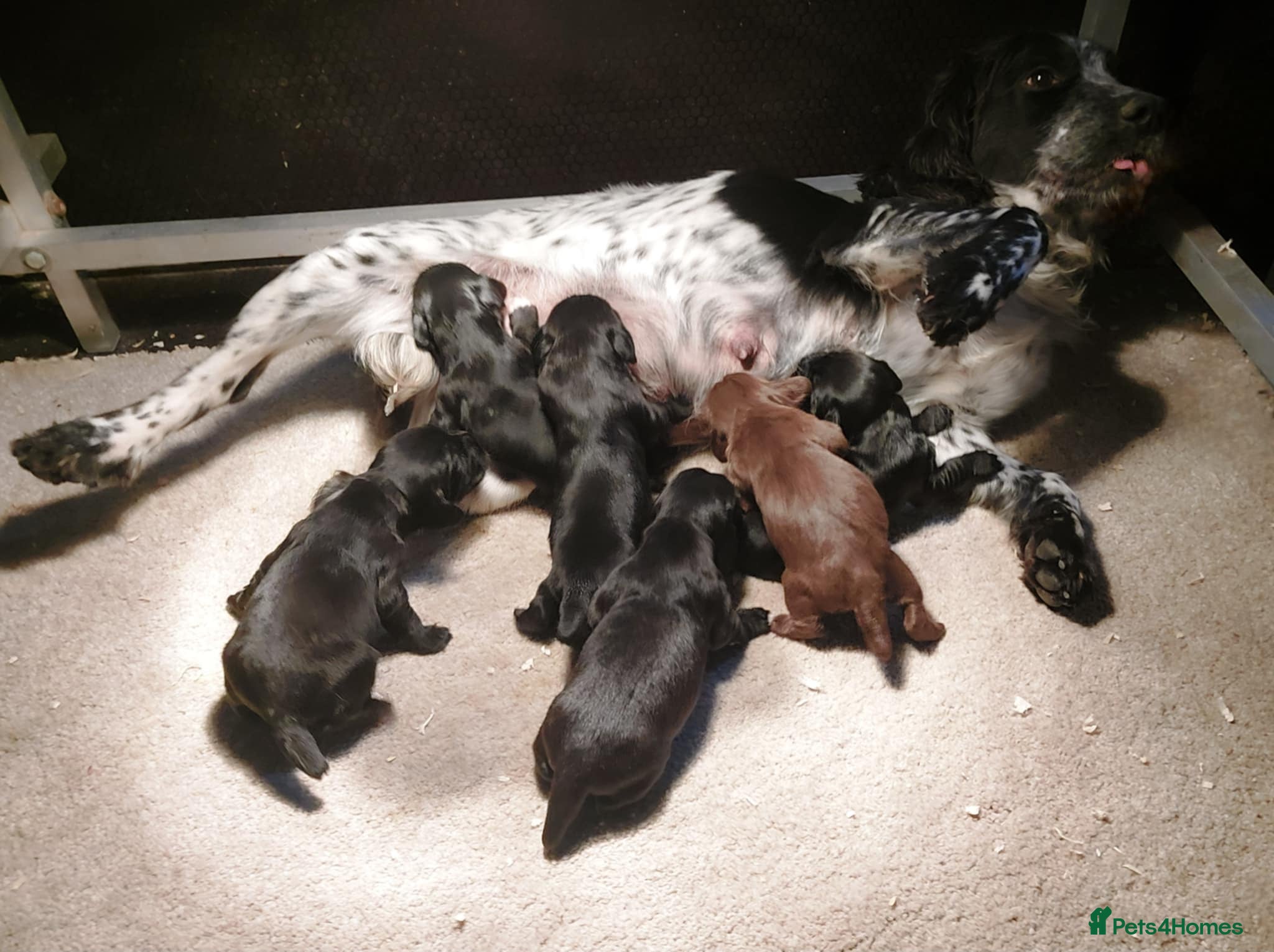 Cocker Spaniel dogs KC registered Cocker Spaniel puppies for sale - Advert 7