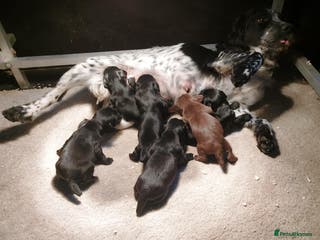 Cocker Spaniel dogs KC registered Cocker Spaniel puppies for sale - Advert 13