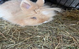 Lionhead rabbits for sale: 2 boys rabbits w blue eyes left to purchase  - Image 8