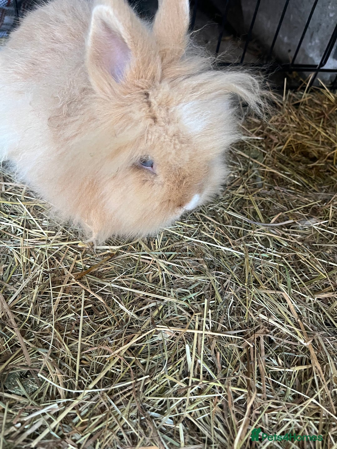 Lionhead rabbits for sale: 2 boys rabbits w blue eyes left to purchase  - Image 8