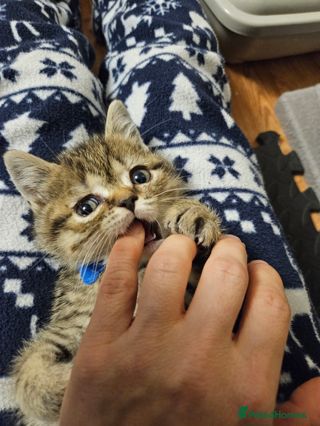 British Shorthair cats for sale: British Shorthair Kittens Full Pedigree Parents  - Advert 32