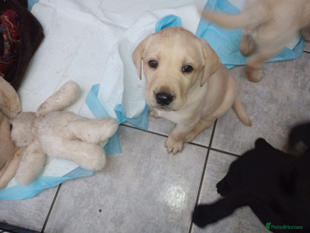 Labrador Retriever dogs for sale: Labradors puppys - Image 9