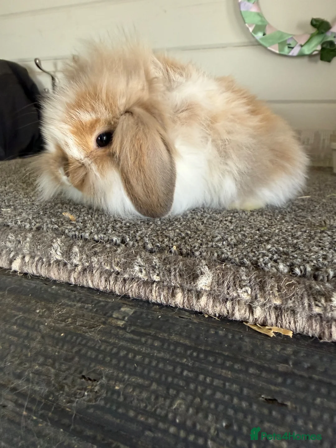 Mini Lion Lop rabbits for sale: Mini lionlop - Advert 1