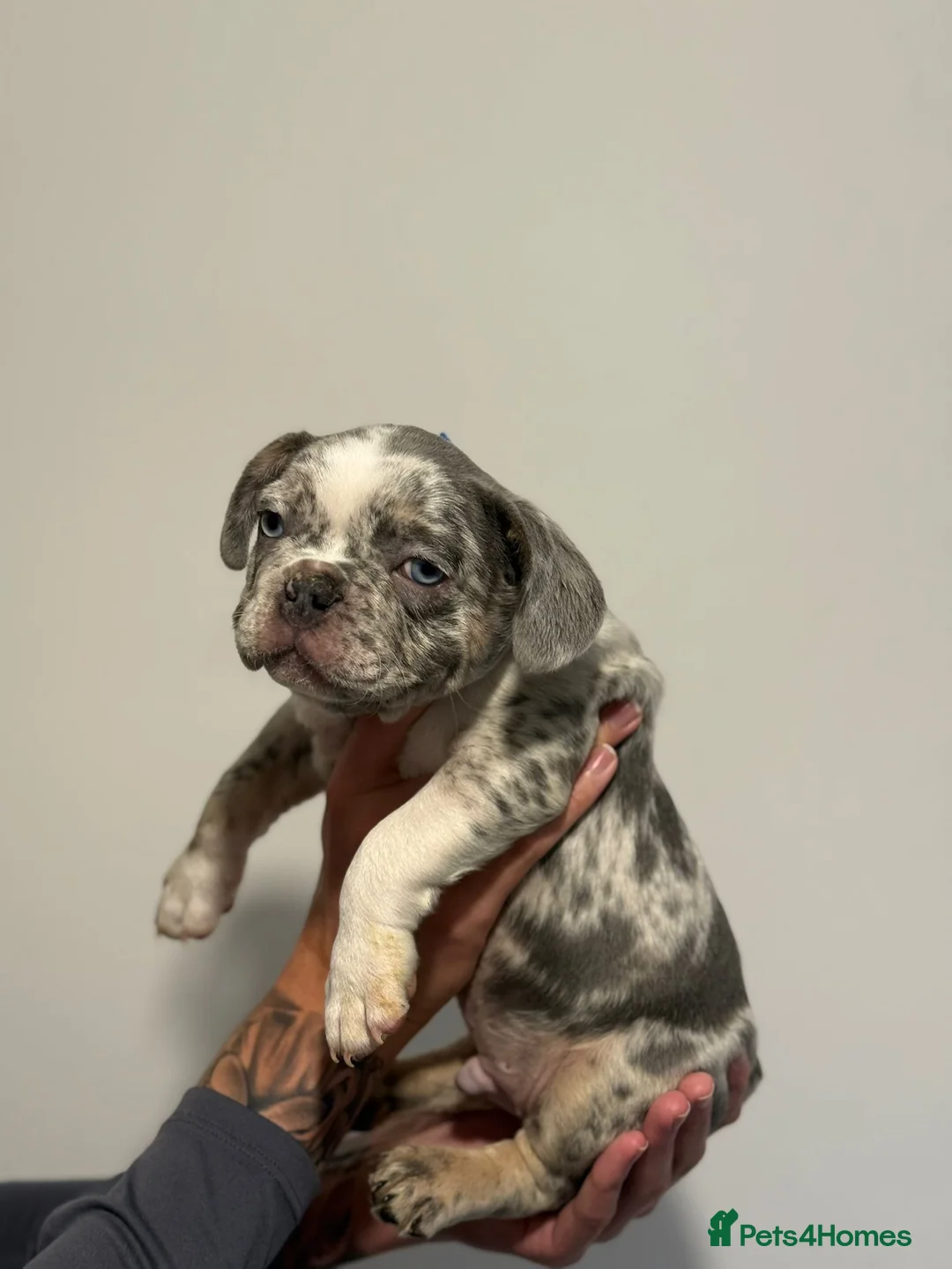 French Bulldog dogs for sale: French bulldogs  - Advert 2