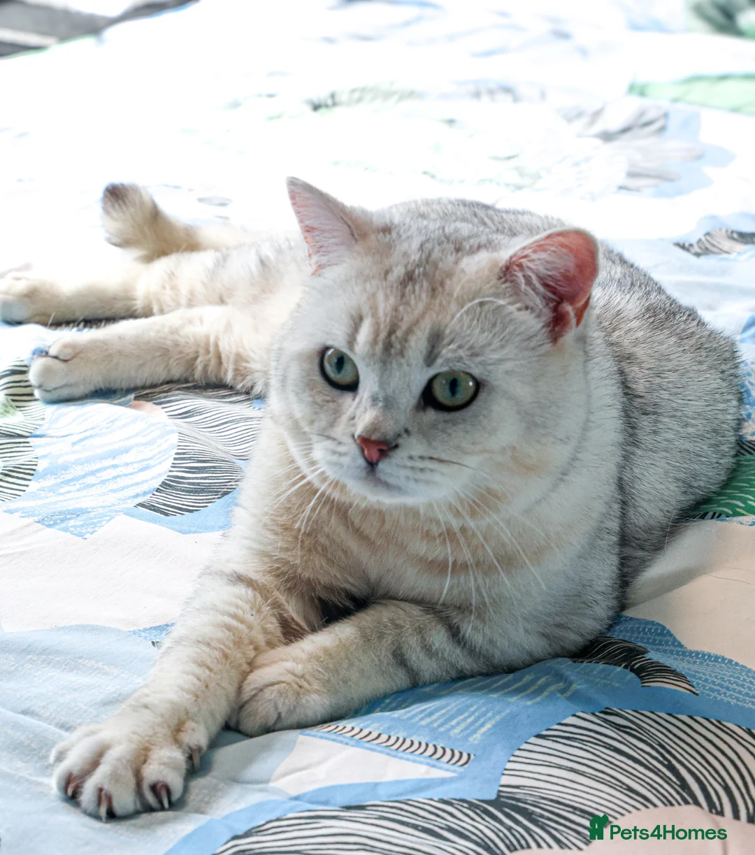 British Shorthair cats for stud: British shorthair black tipped in Nottingham - Advert 2