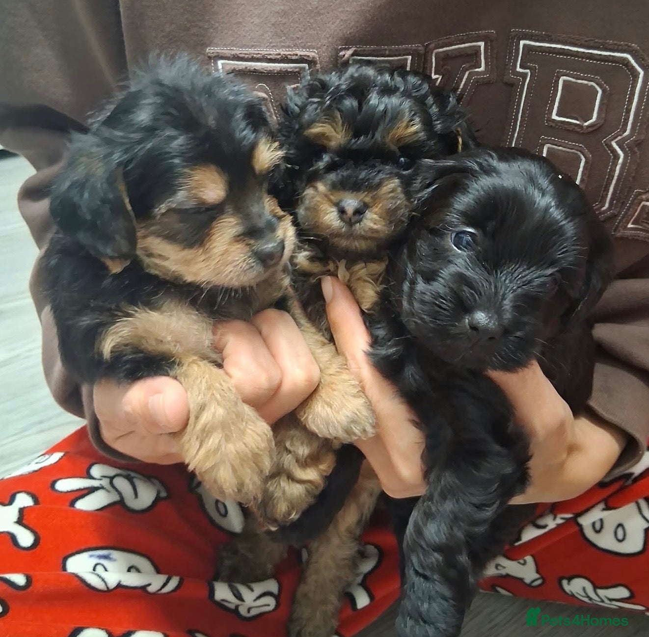 Yorkiepoo dogs for sale: Beautiful Yorkipoos F1 last 3 remaining - Advert 15