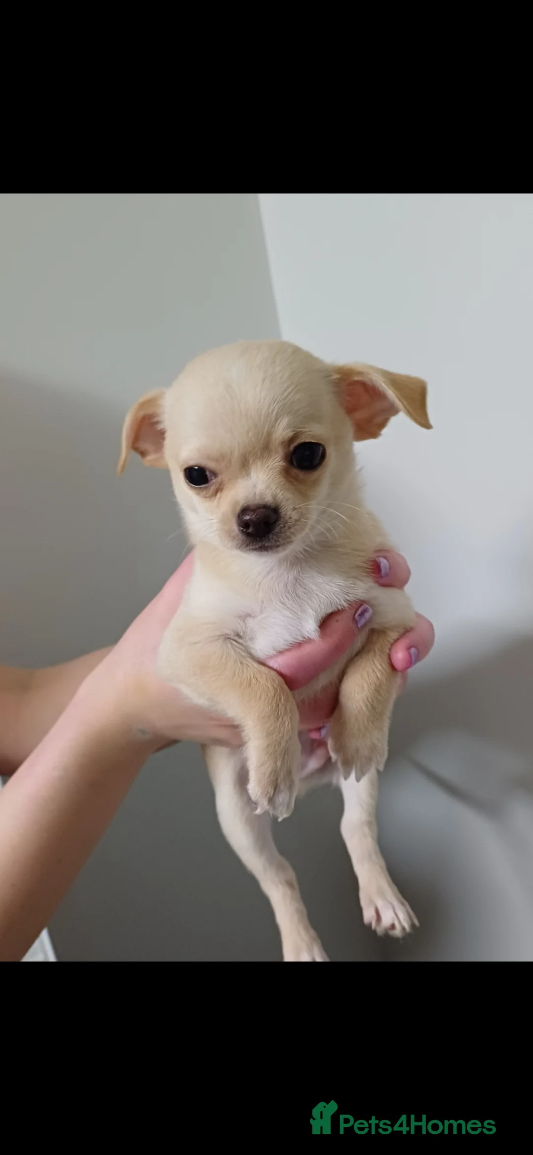 Chihuahua dogs for sale:  **  chihuahua puppies  - Advert 6