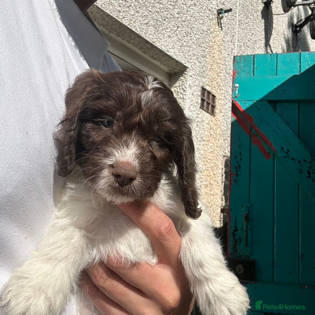 Cockapoo dogs for sale: 🌟 Stunning Cockapoo puppies  🌟  - Image 5