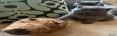 British Shorthair Kitten 3