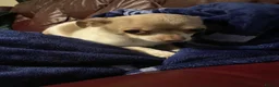 Chihuahua dogs for stud: Chihuahua stud dog only - Advert 3