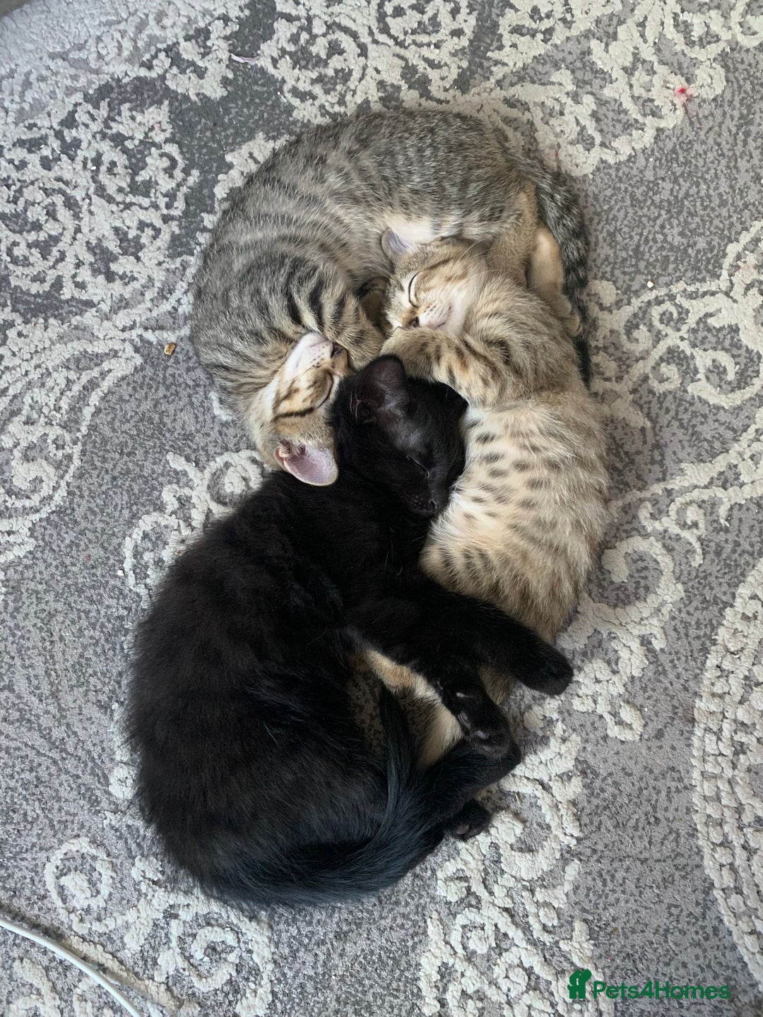 British Shorthair cats for sale: 3 kittens for sale - Image 1