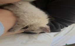 Ragdoll cats for sale: Ragdoll kitten - Image 3