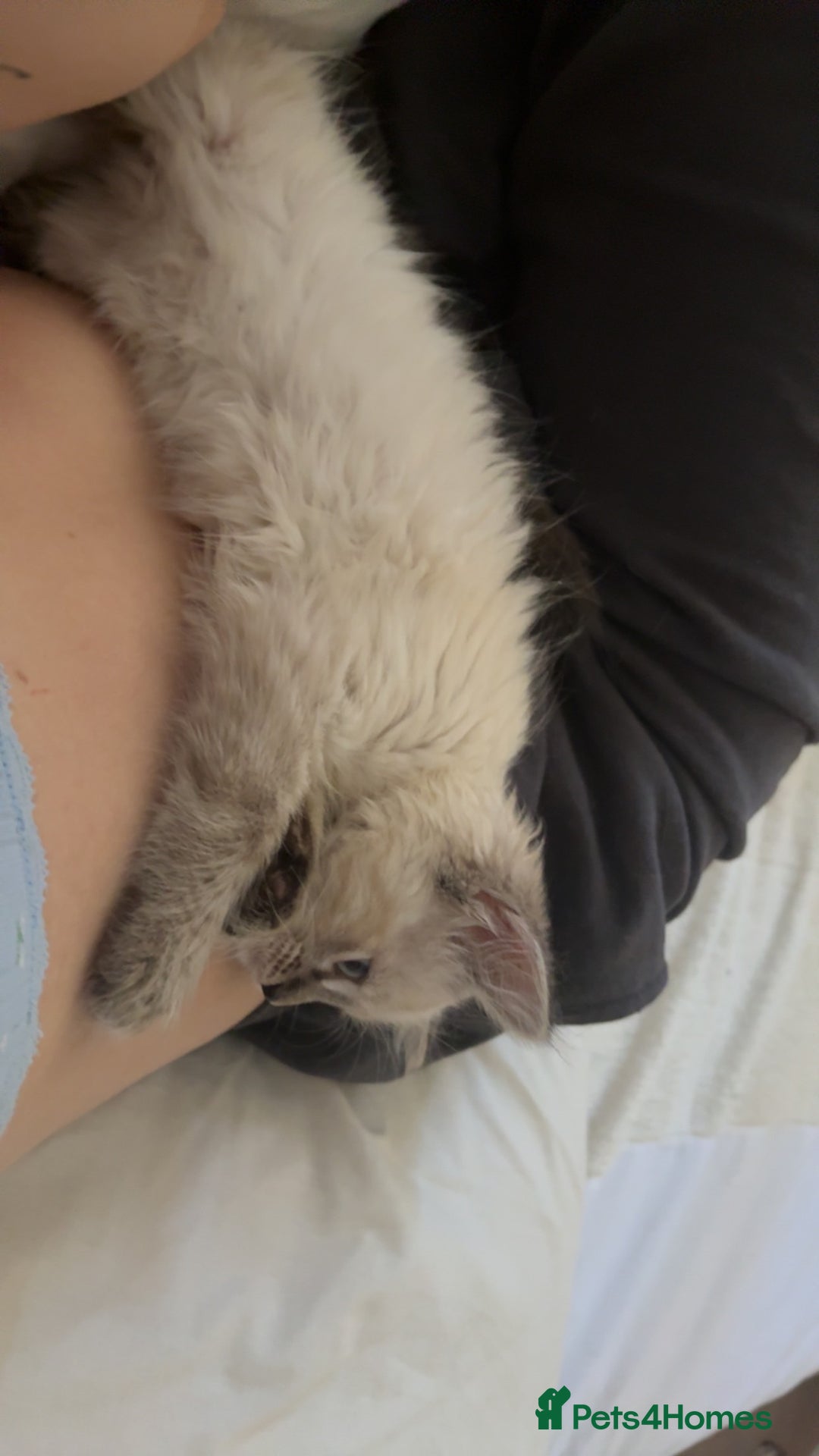 Ragdoll cats for sale: Ragdoll kitten - Image 3