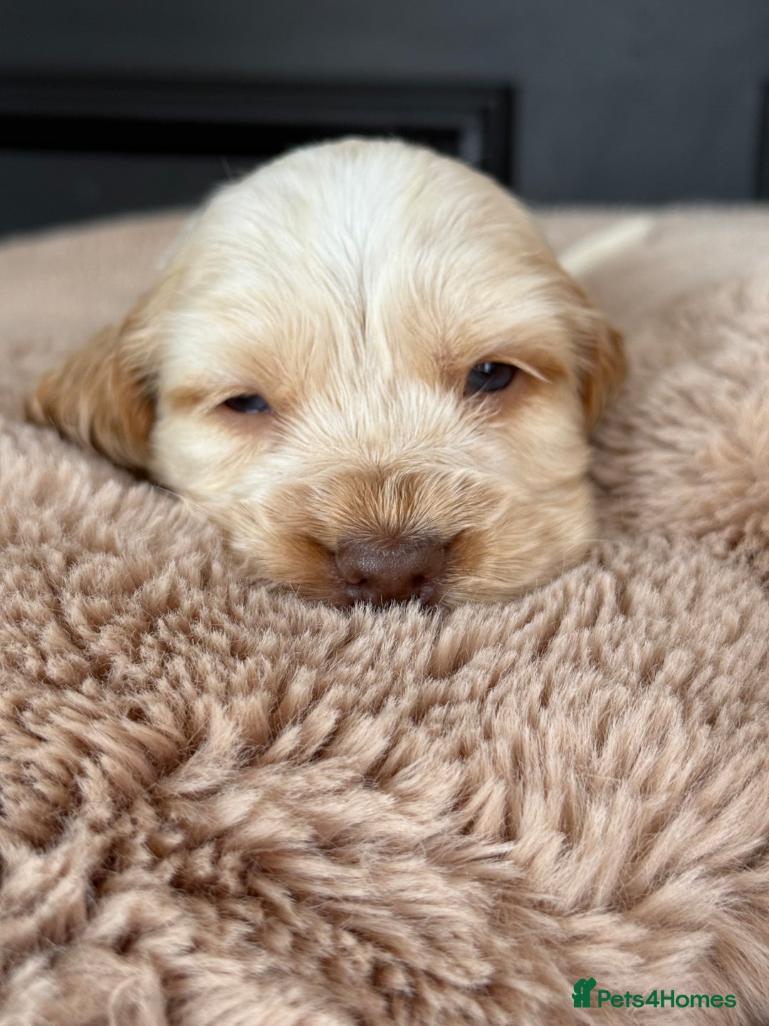 Cocker Spaniel dogs for sale: Show type cocker spaniels  - Image 24