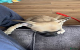 Mixed Breed dogs for sale: Frenchi pomchi puppy 15 weeks old girl - Image 5