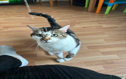 Domestic Shorthair cats for sale: Price  - Image 3