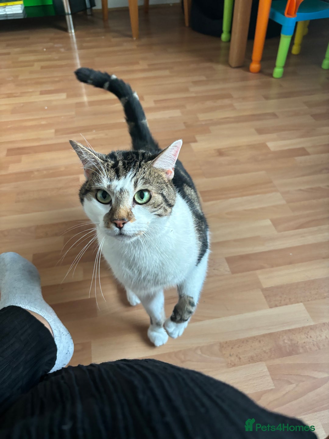 Domestic Shorthair cats for sale: Price  - Image 3