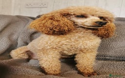 Cockapoo dogs for sale: Stunning Quality F1 Chocolate sable Cockapoo pups - Image 17