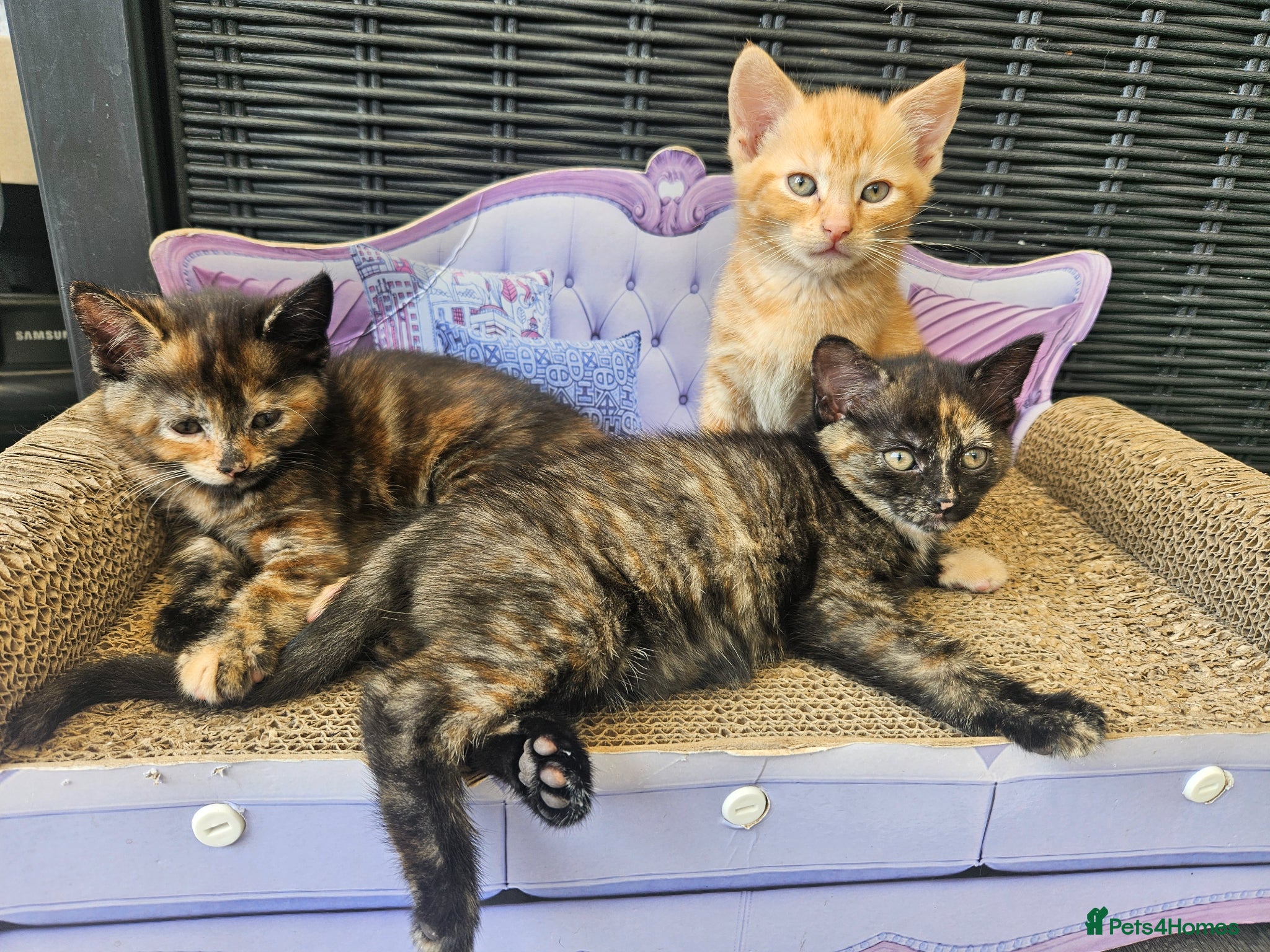Mixed Breed cats Beautiful mixed ginger calico kittens for sale - Advert 1