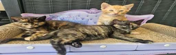 Mixed Breed cats for sale: Beautiful mixed ginger calico kittens for sale - Advert 1