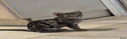 Mixed Breed cats for sale: savannah bengals - Advert 6