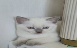 British Shorthair cats for sale: Light British Shorthair Kitten - Image 4