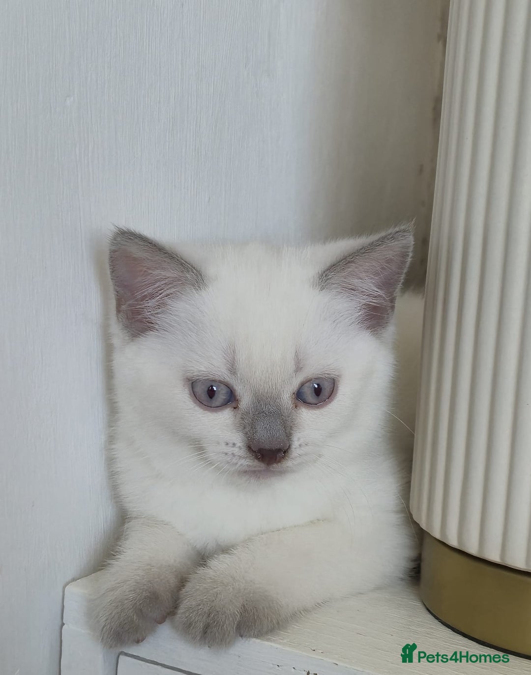 British Shorthair cats for sale: Light British Shorthair Kitten - Image 4
