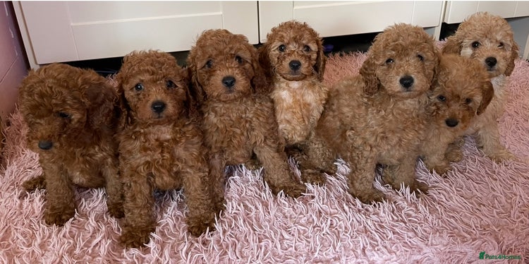 Miniature Poodle dogs in Newcastle - Advert 8