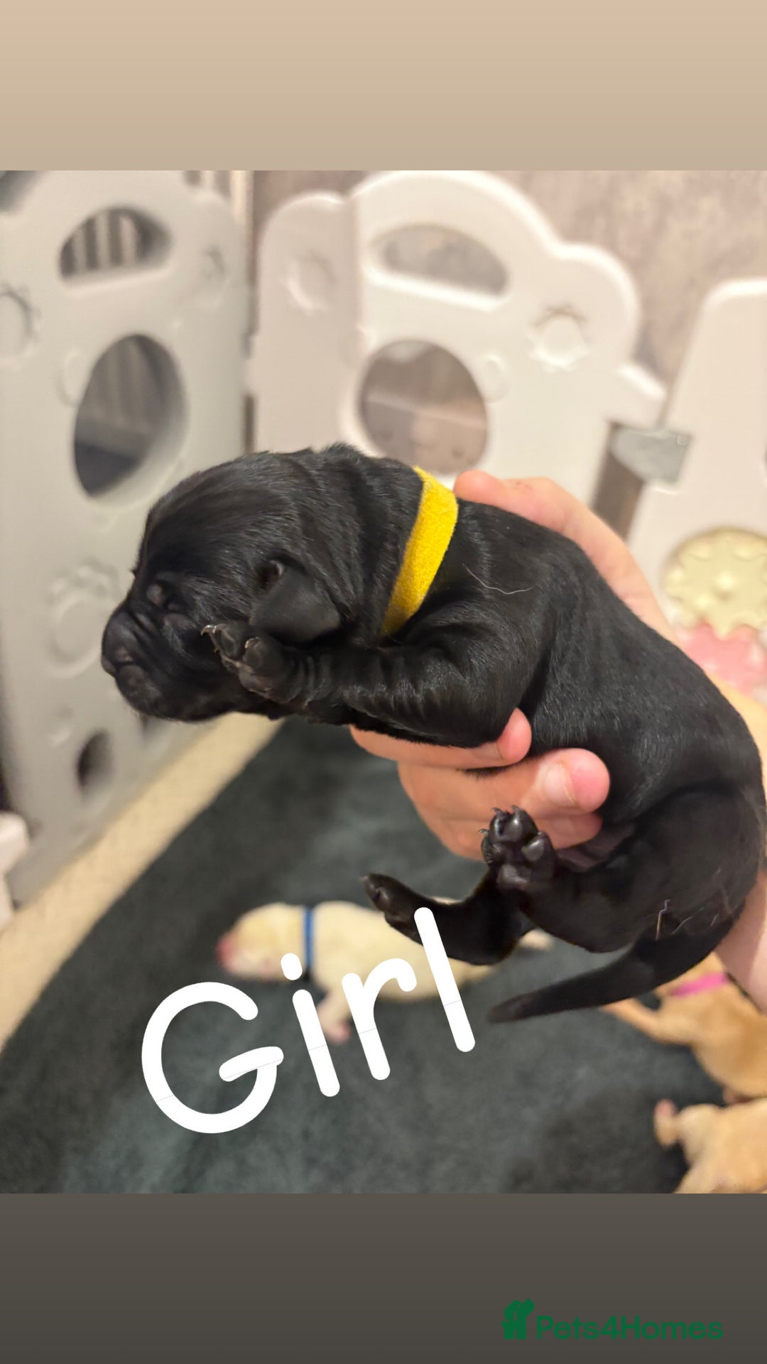 Labrador Retriever dogs for sale: Labrador Retriever Puppies for Sale 🐾 - Advert 13