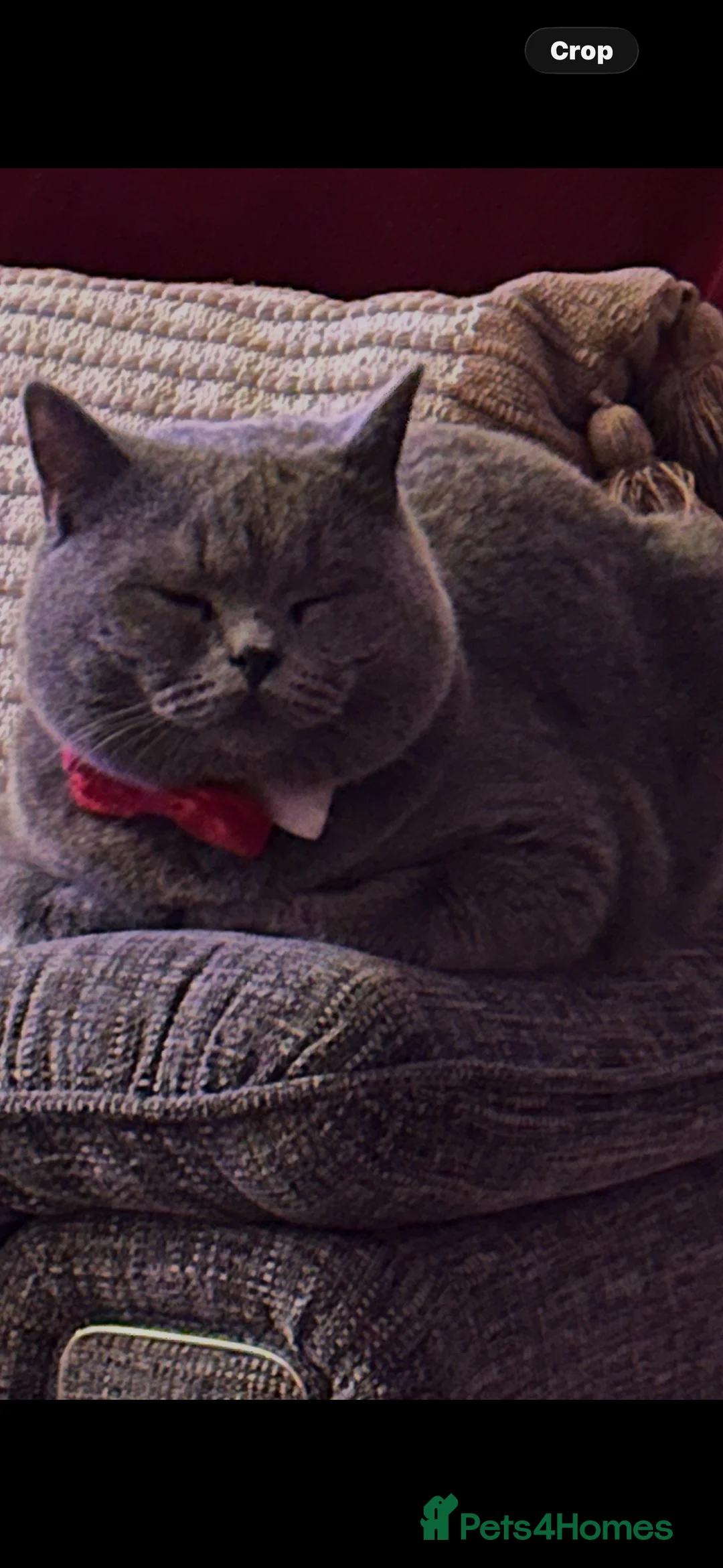 British Shorthair cats for sale: Sully our British shorthair Boy - Advert 8