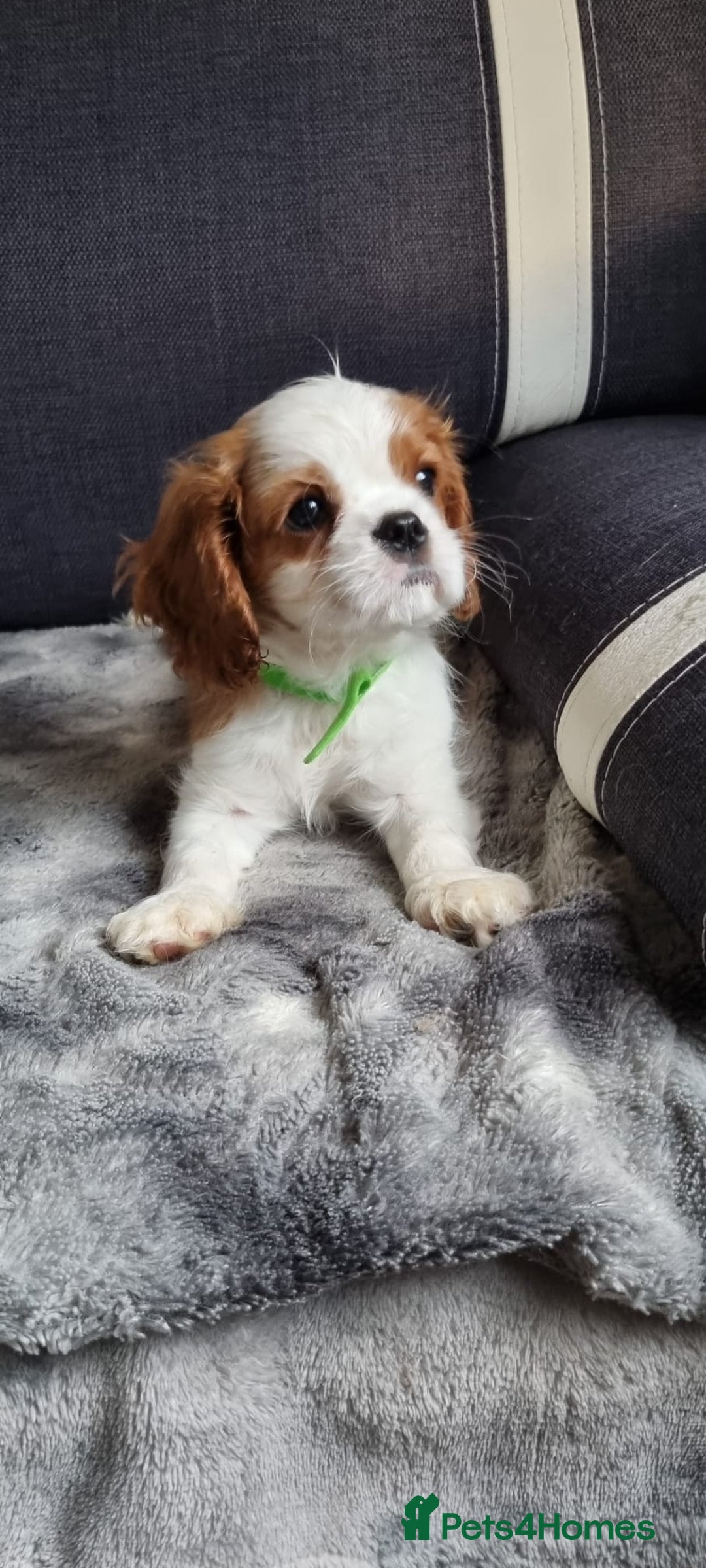 Cavalier King Charles Spaniel dogs for sale: Cavaliers King Charles spaniels - Image 15